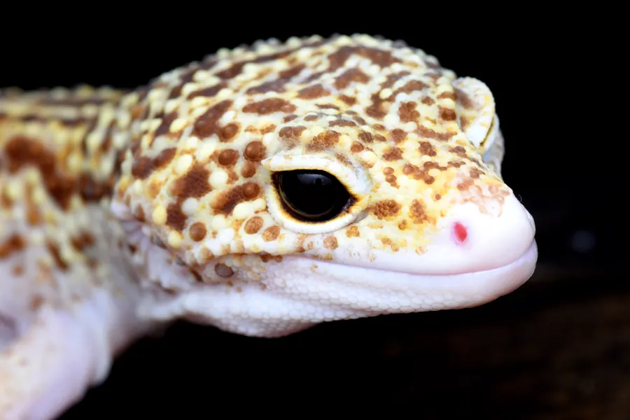 Leopardgekko