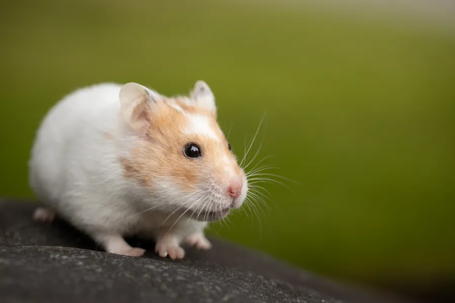 Guldhamster