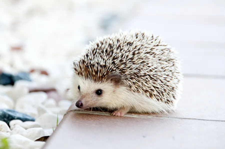 Pindsvin