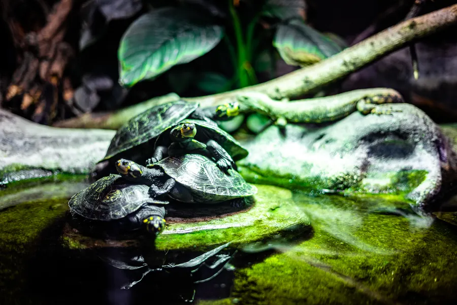 Skildpadder ved vand